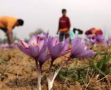 Saffron fields are a reminder of Kashmir’s royal romance