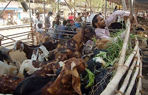 Sacrificial animals costlier, this Bakri Eid!