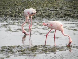 15 Indian bird species critically endangered