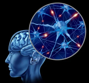 Brain region responsible for decision-making identified