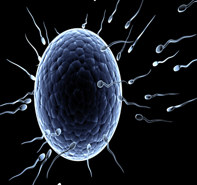 Sprem Egg