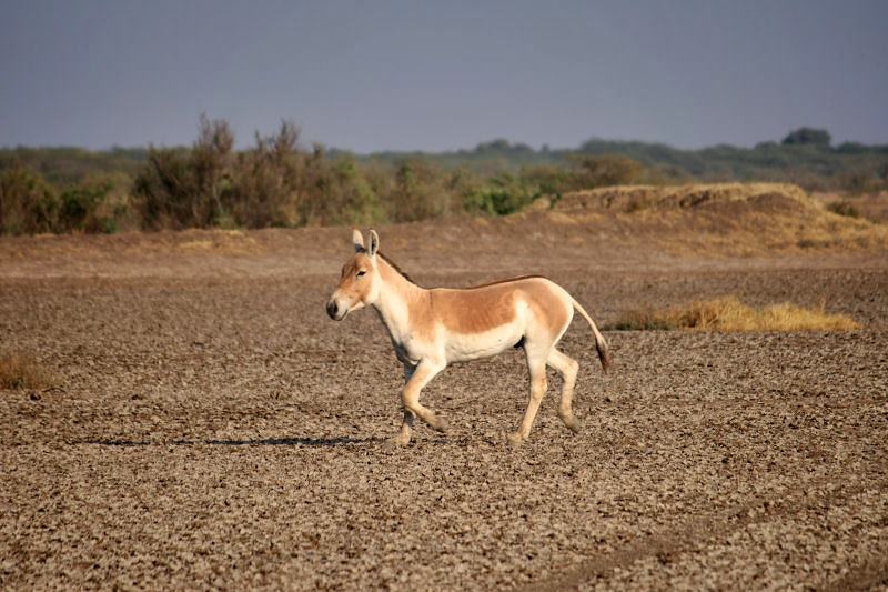 Little Rann of Kutch<br />Picture credits: Faiyaz Hawawala / Wikipedia