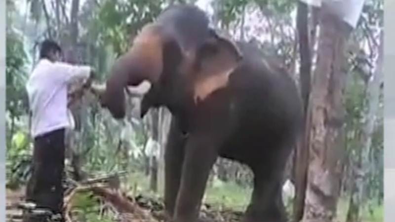 Viral Video Kerala Baahubali Tries An Elephant Stunt Get Flung