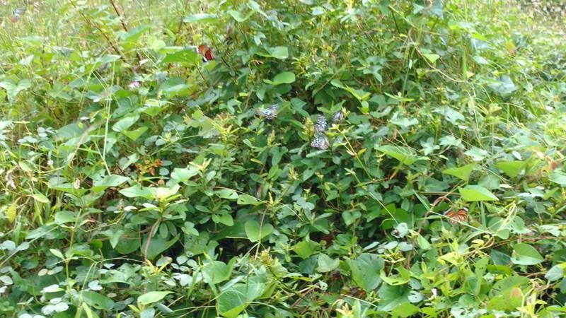 A host of dazzling butterflies at the garden