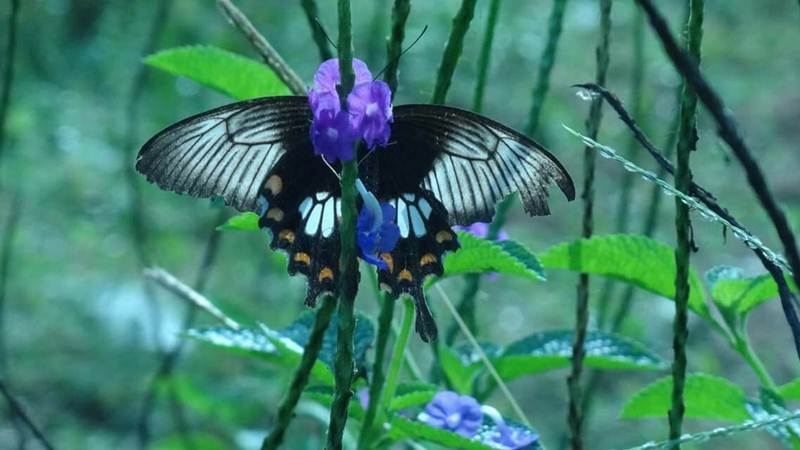A species of butterfly
