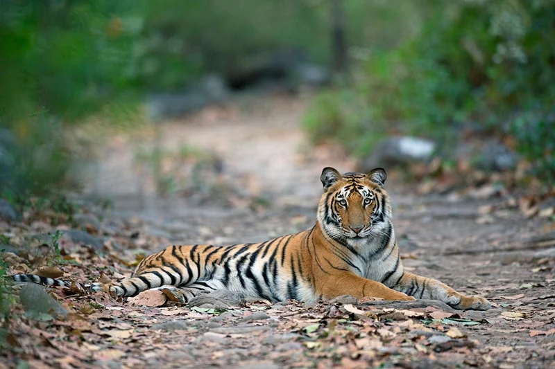 Corbett
