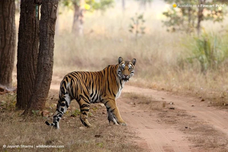 Bandhavgarh