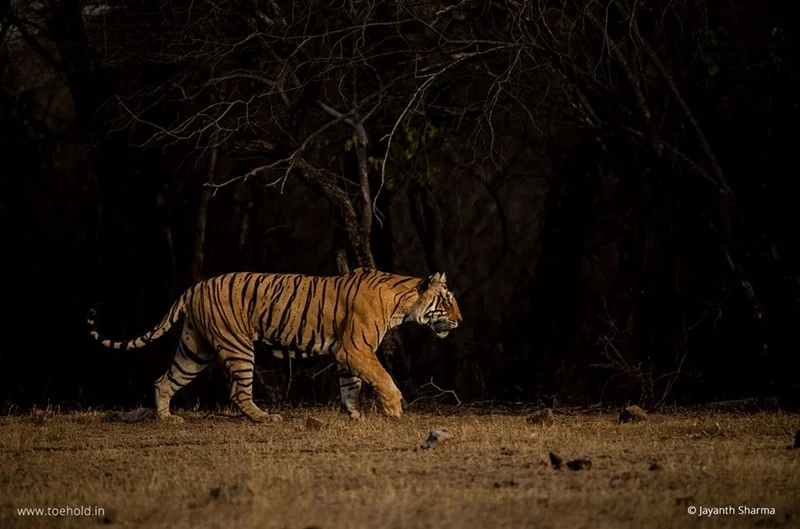 Ranthambhore