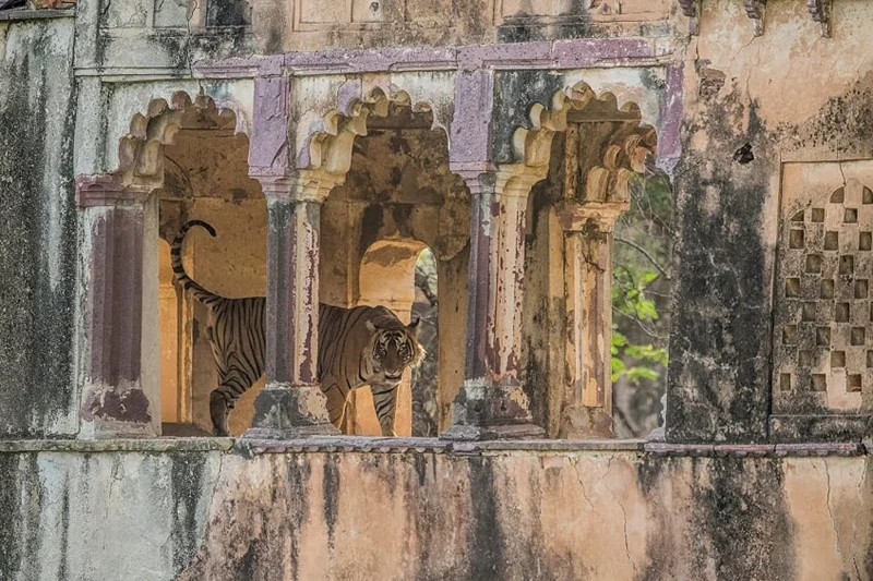 International Tiger Day 2018! 10 places in India where you can go Tiger-spotting!