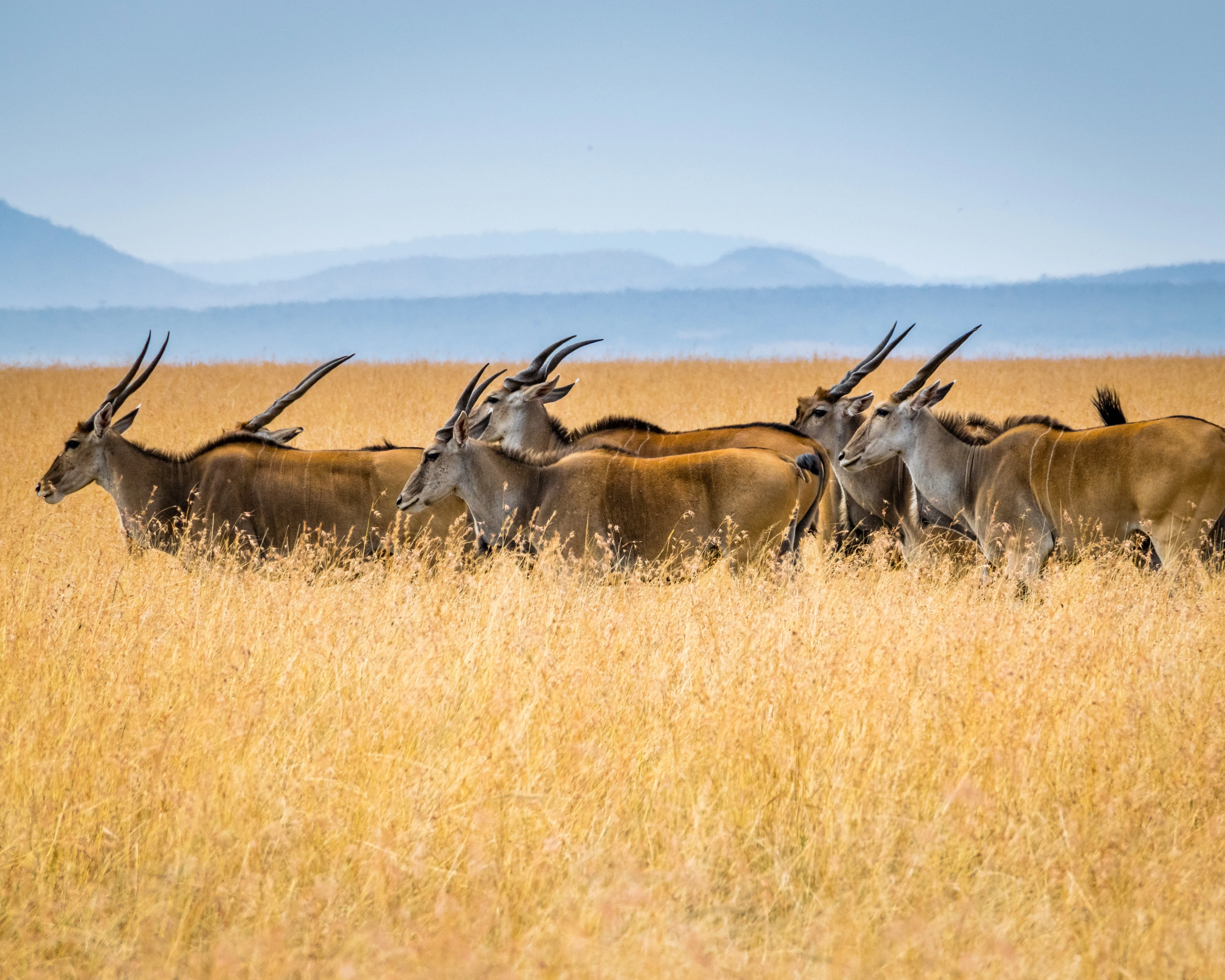 Gazelles, Hwangee National Park