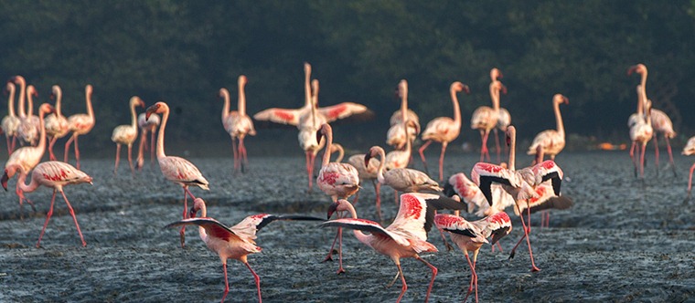 Mumbai: 48.305 sq km around Thane Creek flamingo sanctuary to be eco-sensitive zone, rest up for development - Vimarsana News