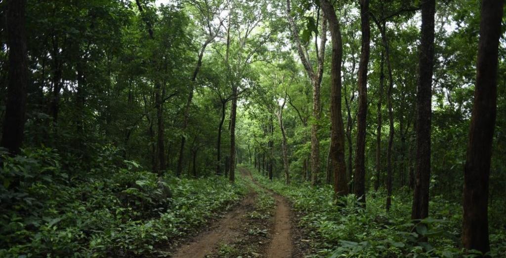 Indore: In conflict between SDO vs forest guard, CCF seeks PCCF's intervention - Vimarsana News
