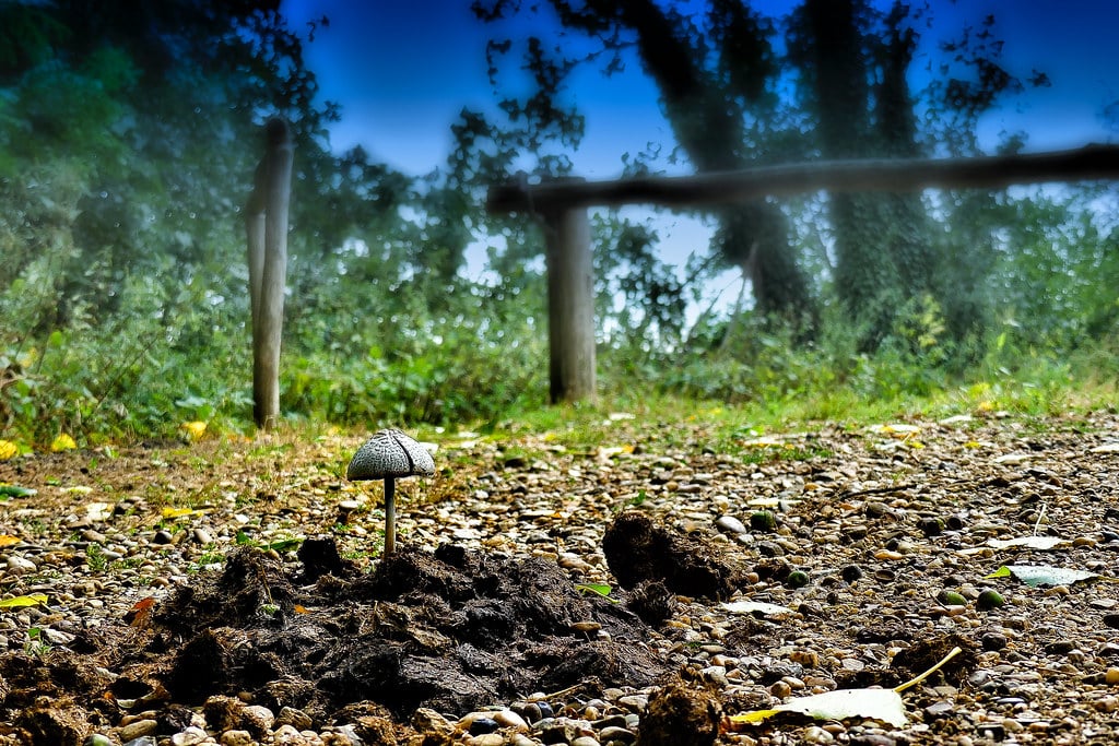 Sagar: Ahirwar urges residents to make manure with wet garbage - Vimarsana News