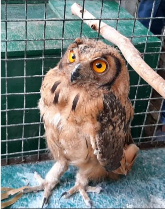 Owl, used for black magic, recovered by Ujjain STF.