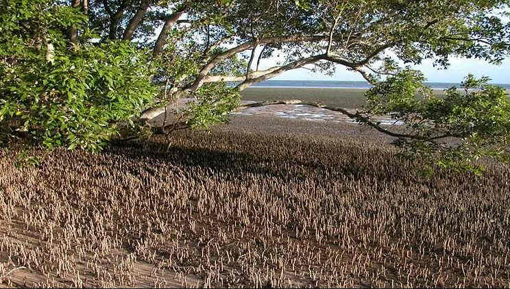 Mumbai: Bombay HC allows Tata Power to destruct 477 mangroves for construction of transmission line near Kalwa - Vimarsana News