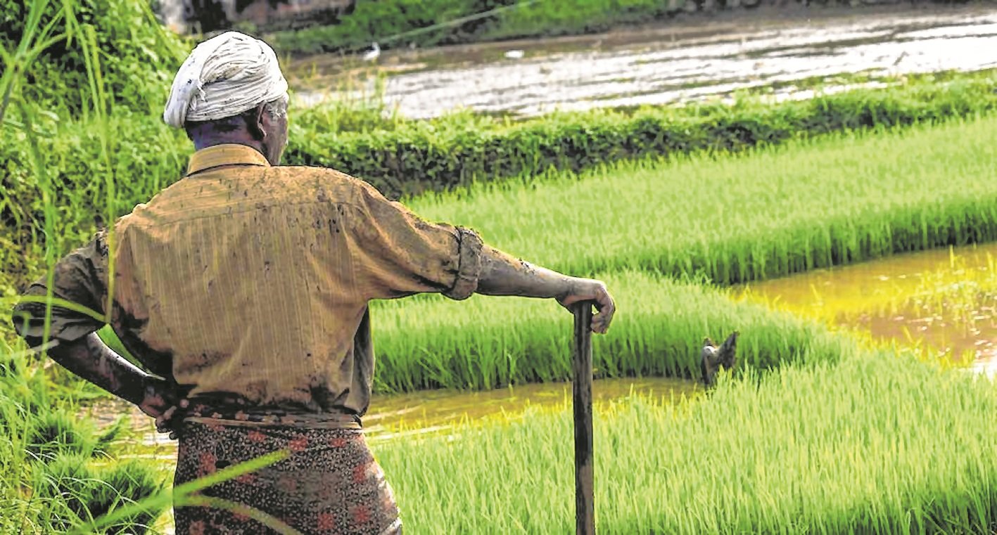 Economic Survey 2022: Differential remuneration in MSP is focused on crop diversification - Vimarsana News