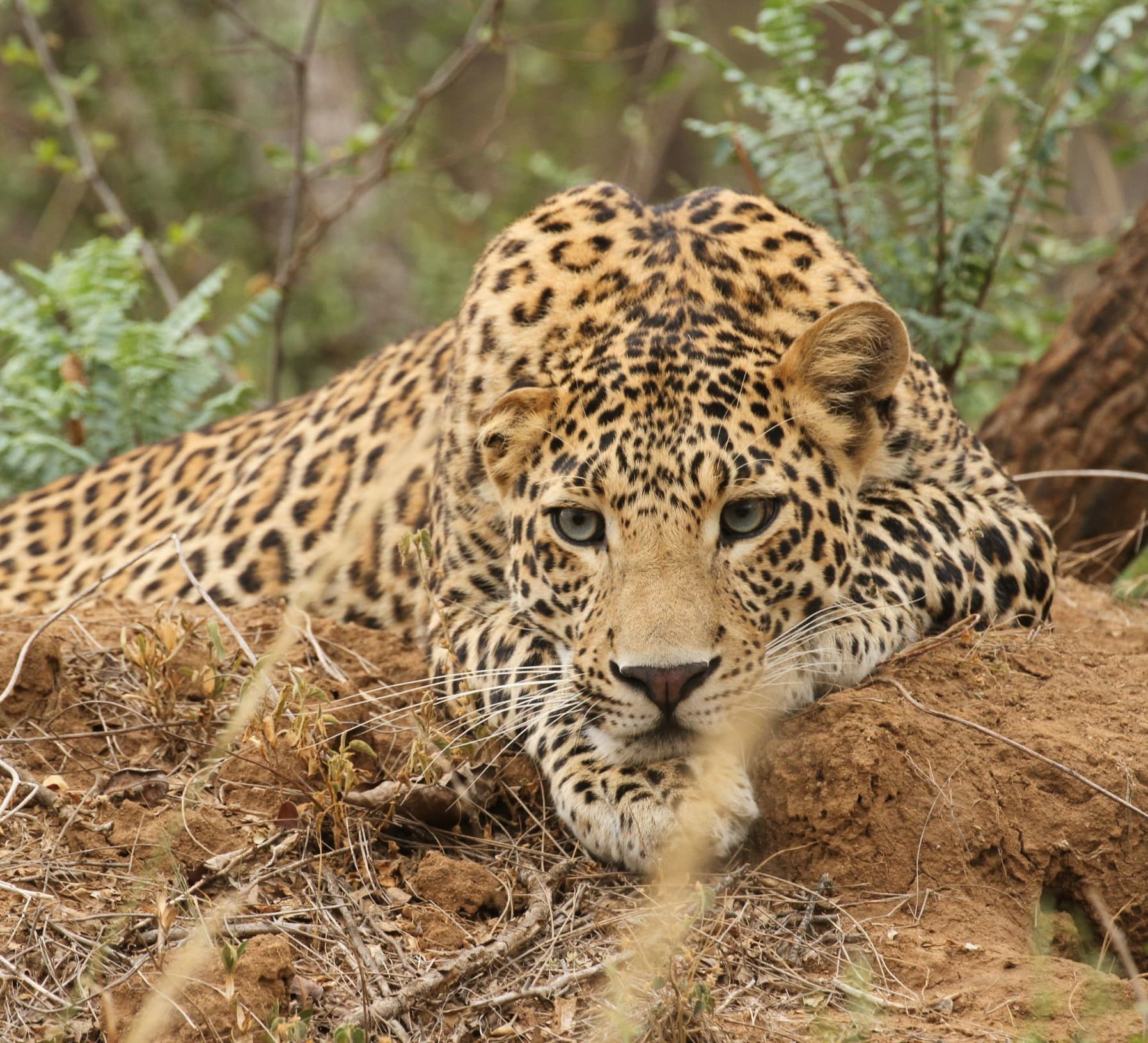 Madhya Pradesh: Two teachers among six held with leopard hide, nails - Vimarsana News