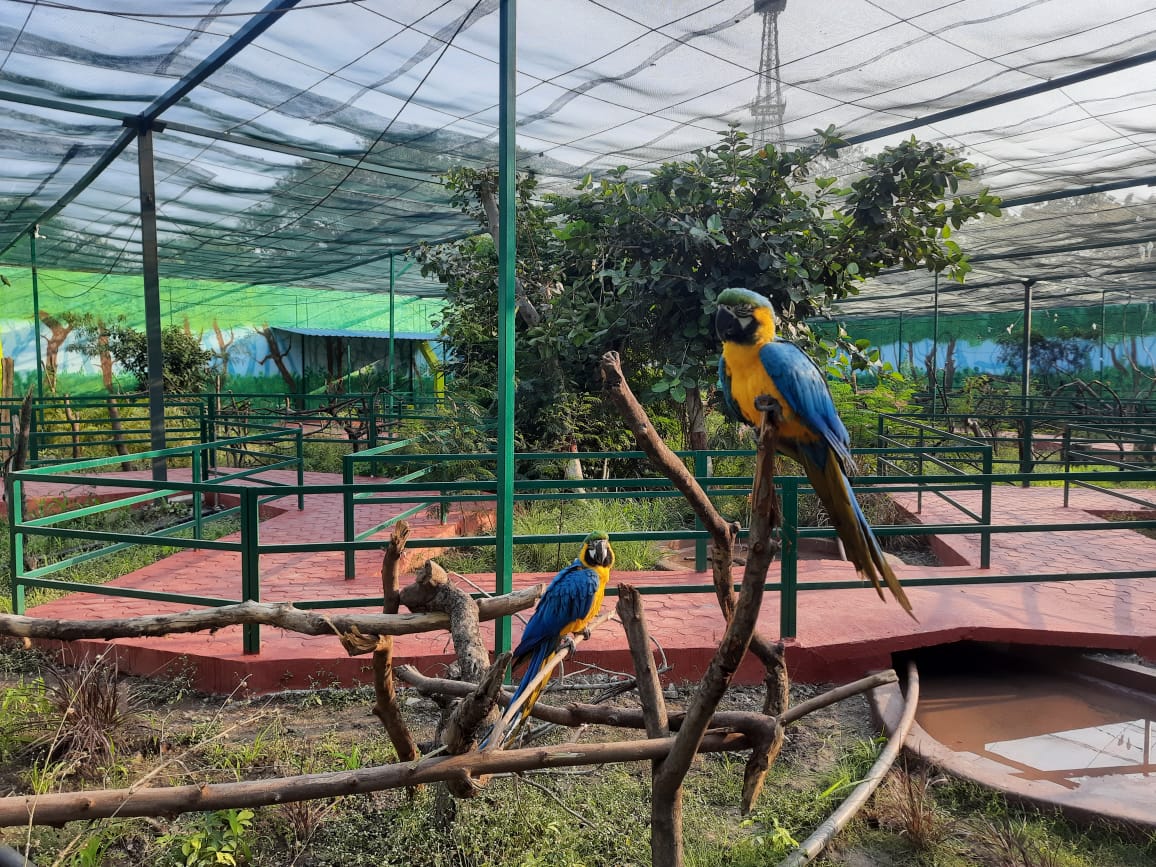 Indore MP’s first aviary in city zoo; Feed, sing & interact with birds