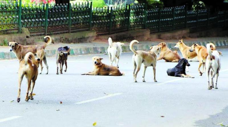 Thane Municipal Corporation Sees Rise In Dog Bite Complaints