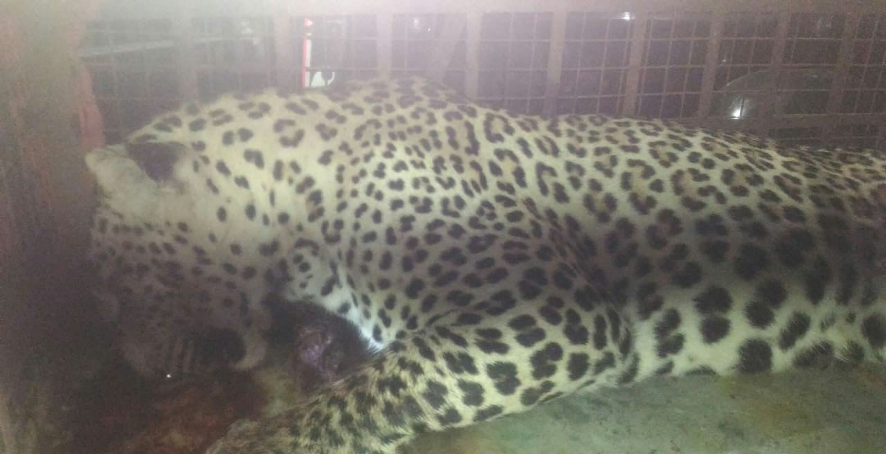 Madhya Pradesh: Woman mauled to death by leopard in Seoni - Vimarsana News