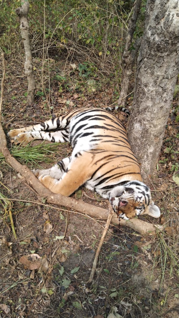 Maharashtra: Five-year-old tiger allegedly killed by poachers in Arjuni-Morgaon forest of Gondia district - Vimarsana News