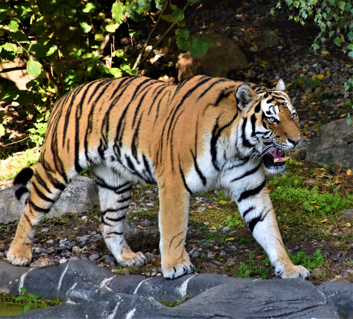 Bhopal: Van vihar to start nature trails to lesser explored jems of Bhopal for environment lovers - Vimarsana News