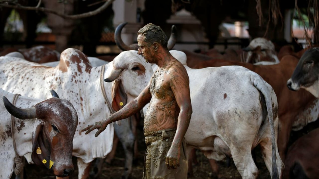 Guna: Cow owner imprisoned for a day, fined Rs 3,000 for negligence - Vimarsana News