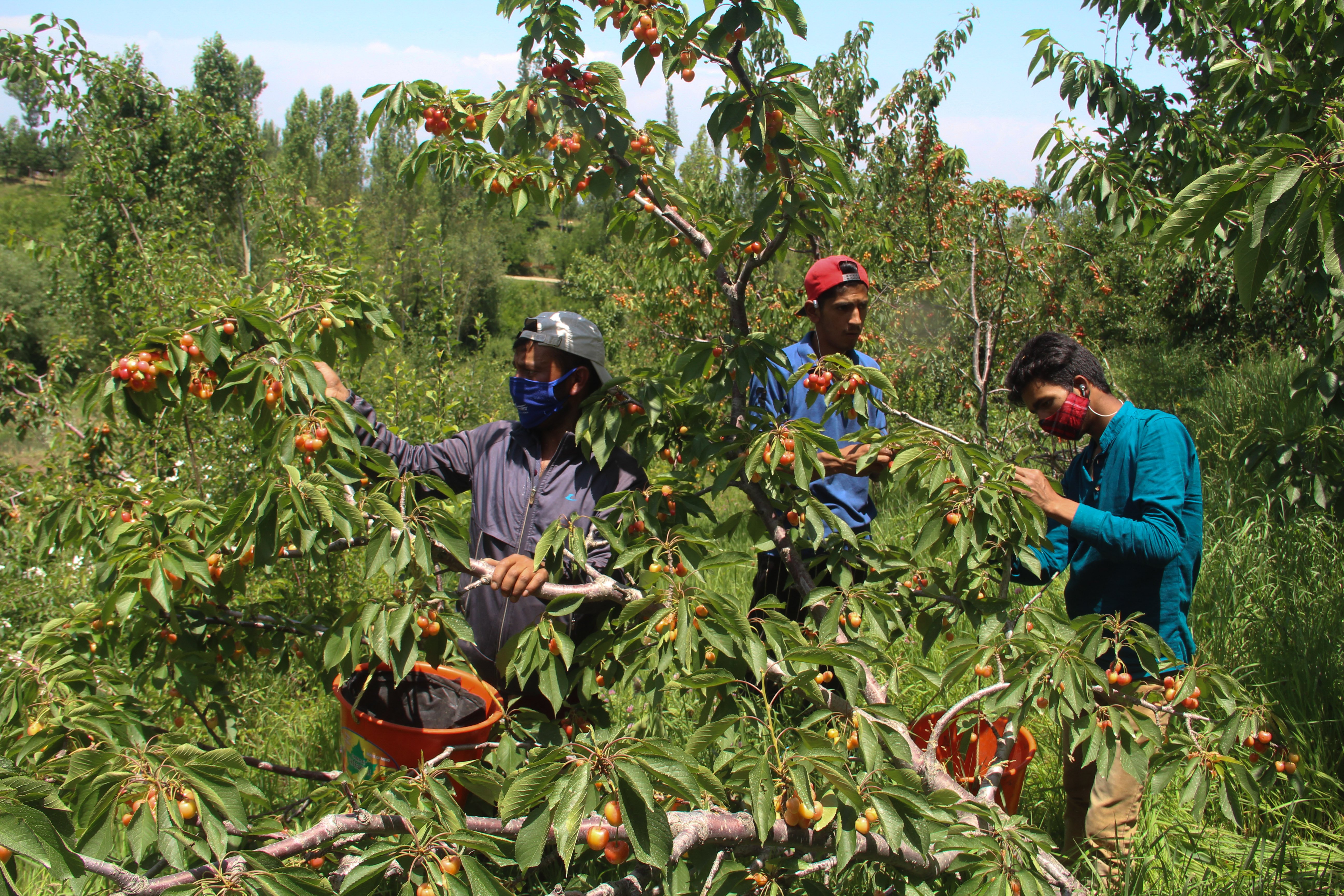 Bhopal: Multi-layered, multi-crop family farming yields fruits - Vimarsana News