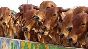 Madhya Pradesh: Gaupalan Board fails to garner public support for cows - Vimarsana News