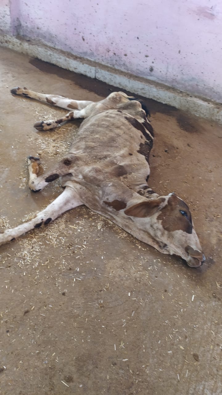 Cow deaths in Berasia gaushala: Magisterial probe ordered, bovine stock to be shifted - Vimarsana News