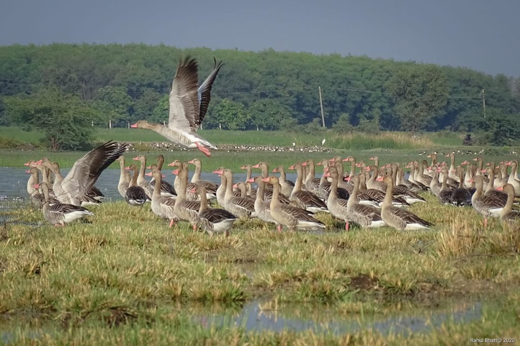 Ramsar list recognises four new Indian sites as wetlands of international importance - Vimarsana News