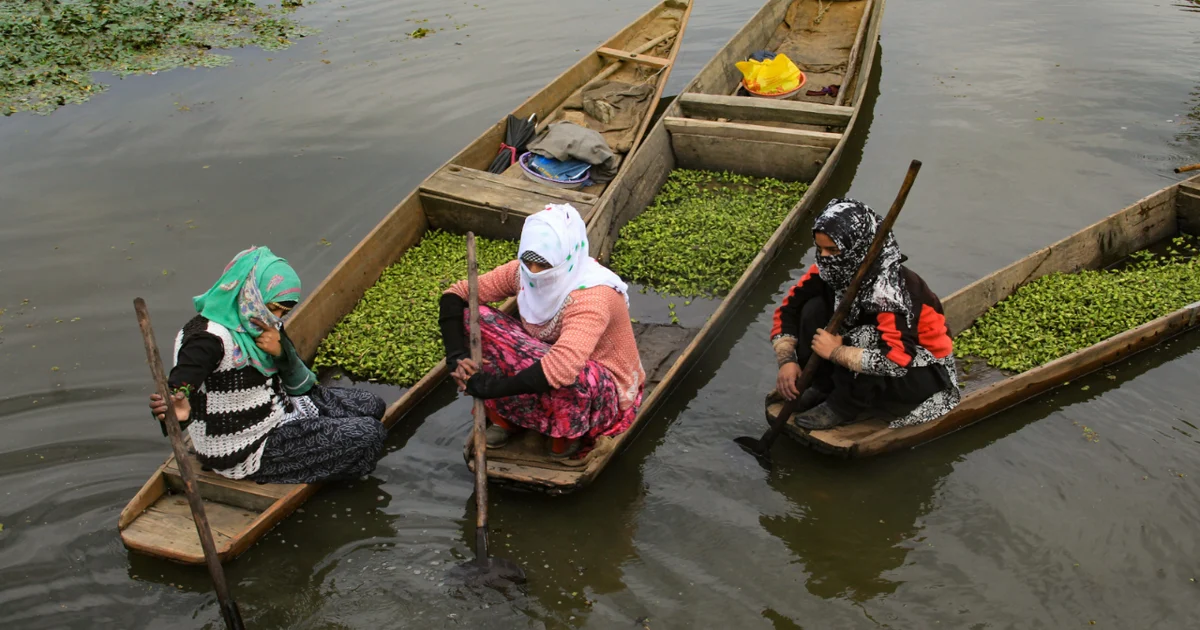 Bhopal: Federal government to provide grant for water chestnuts farming, farming of various other cultivation crops 1 Untitled design 64 Bhopal: Federal government to provide grant for water chestnuts farming, farming of various other cultivation crops