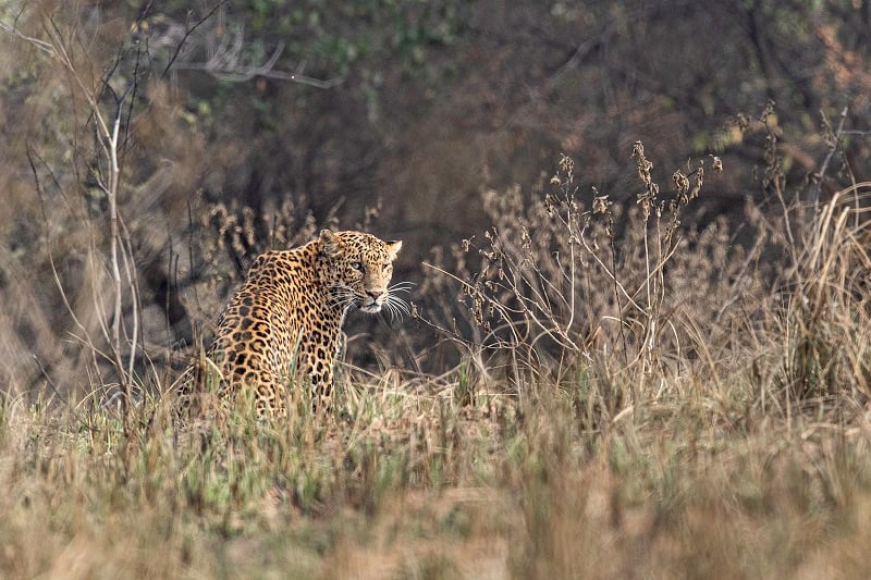 Waiting for the wildcats: Kuno National Park in Madhya Pradesh is all set to welcome Cheetahs from Africa - Vimarsana News