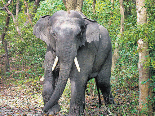 Tamil Nadu, Kerala officials agree to build an electric fence at rail tracks for elephants' safety - Vimarsana News