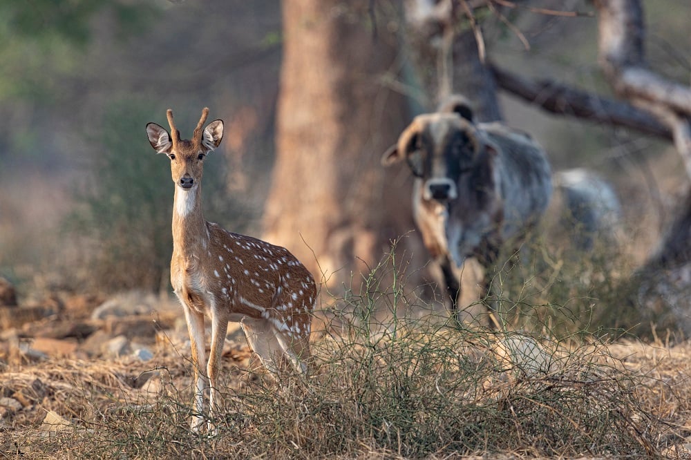 Bhopal: Number of spotted deer remains stagnant despite translocation - Vimarsana News