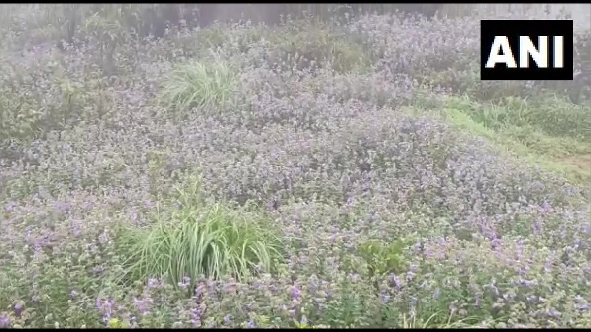 In Photos: On World Photography Day, Neelakurinji flowers blooming in Karnataka's Madikeri give us a visual treat - Vimarsana News
