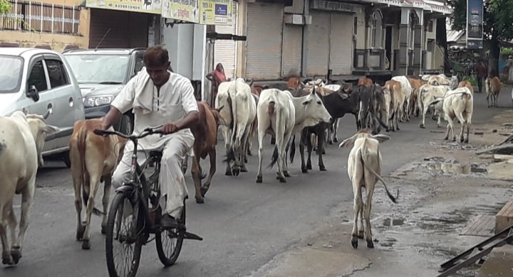 Stray cattle essay image