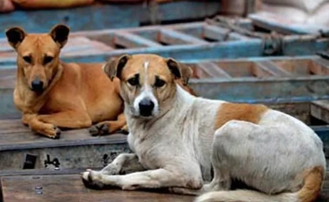 Thane: Couple files cross-complaint after woman registers sexual assault complaint as feud over feeding strays turns ugly - Vimarsana News