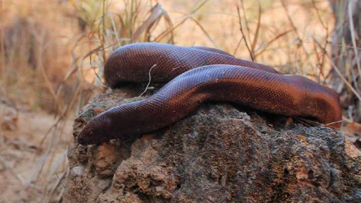 Three held for selling two red sand boa at Goregaon - Vimarsana News