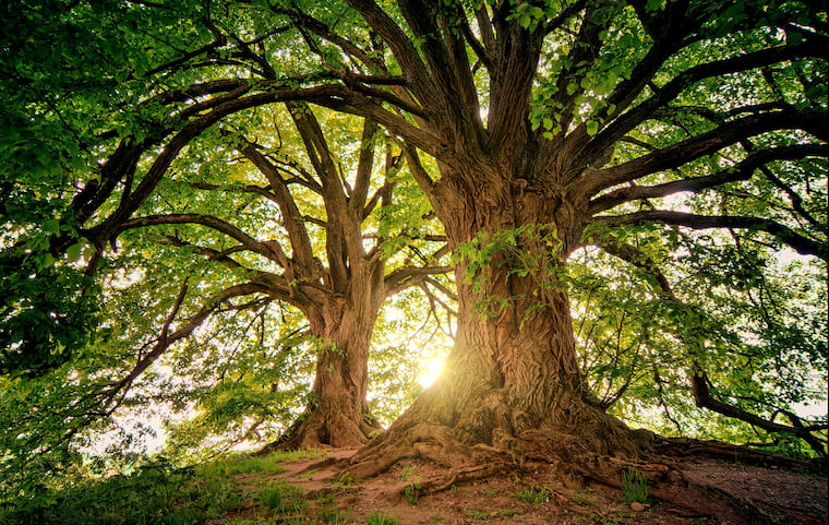 What can trees really do for us? - Vimarsana News