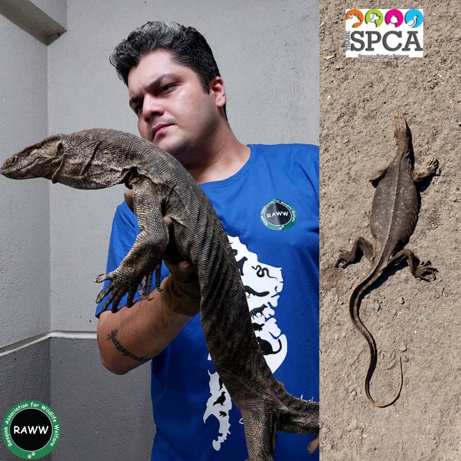 Rescued monitor lizard dies in Thane; see pics - Vimarsana News
