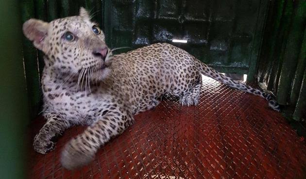 Mumbai leopard attacks: We got the attacker's sibling, says Forest officials - Vimarsana News