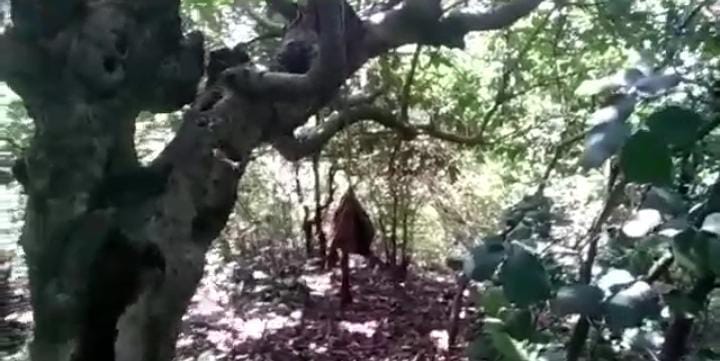 Madhya Pradesh: Man's skull hanging from tree found in Kumha forest - Vimarsana News