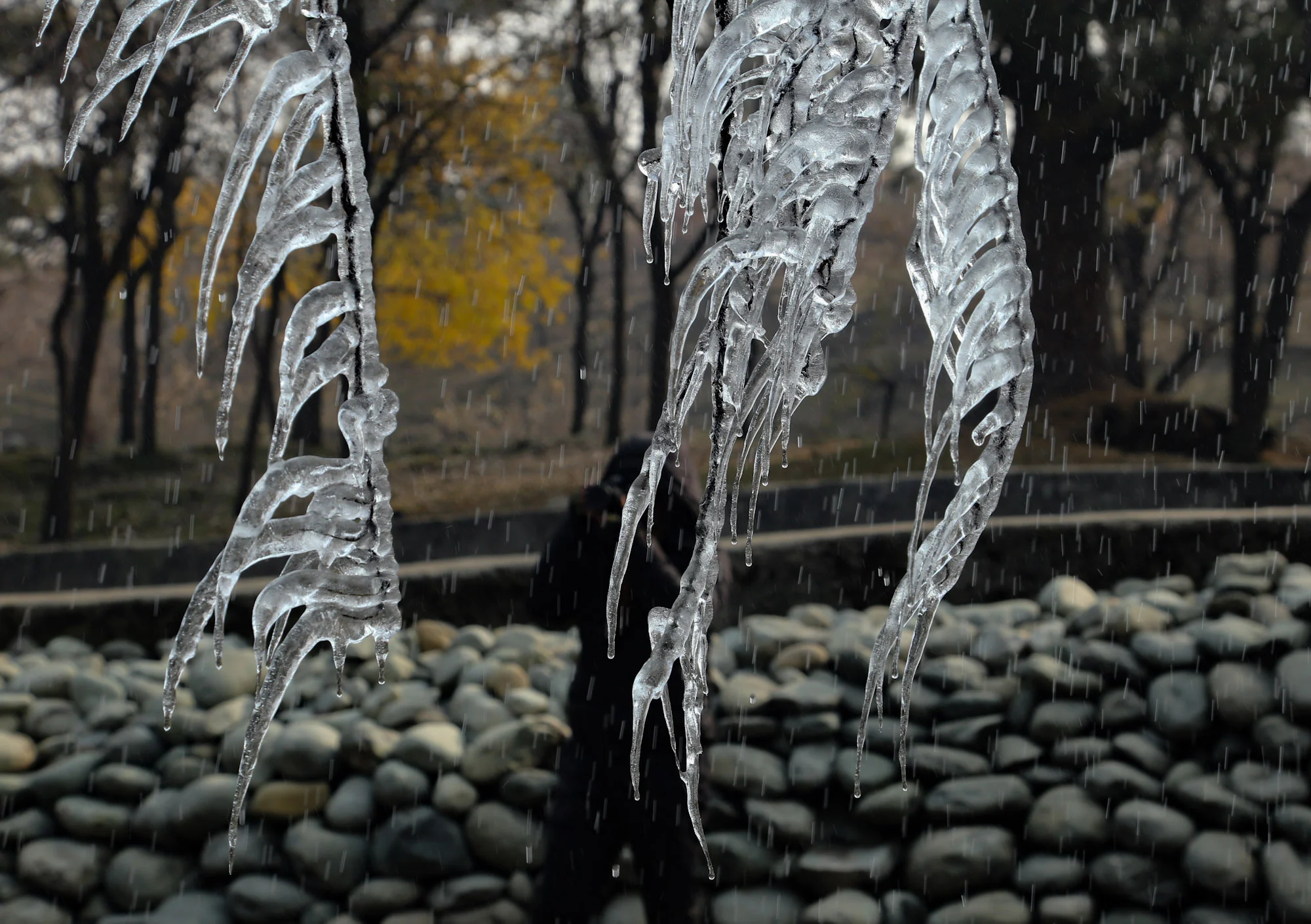 Icicles hang from the tree branch during a cold winter day in Tangmarg area of north Kashmir.