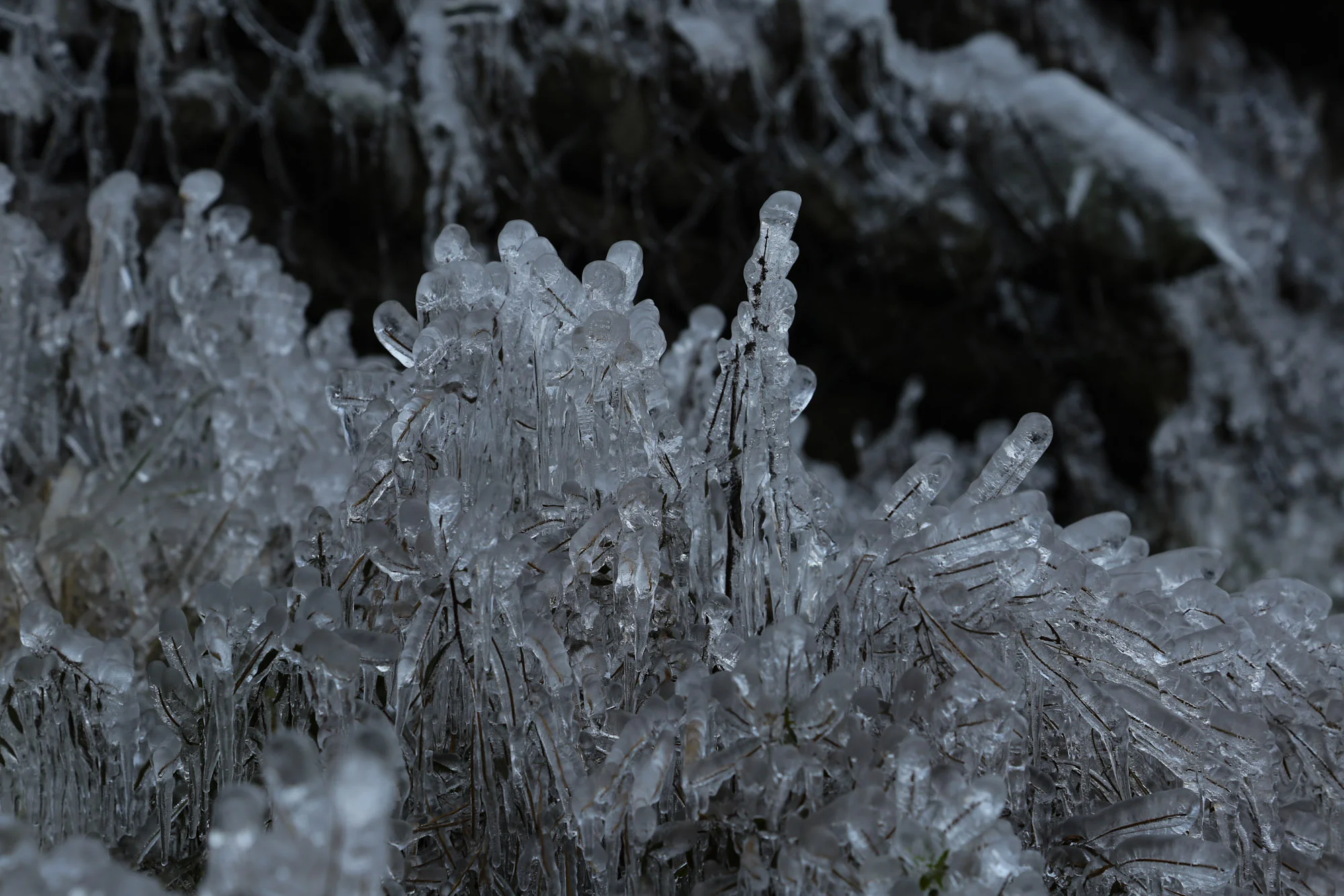 Ice crystals form on frozen plants during a cold winter day in Tangmarg area of north Kashmir
