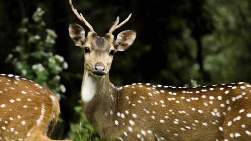 Madhya Pradesh: Deer from Van Vihar enters Upper Lake, rescued - Vimarsana News