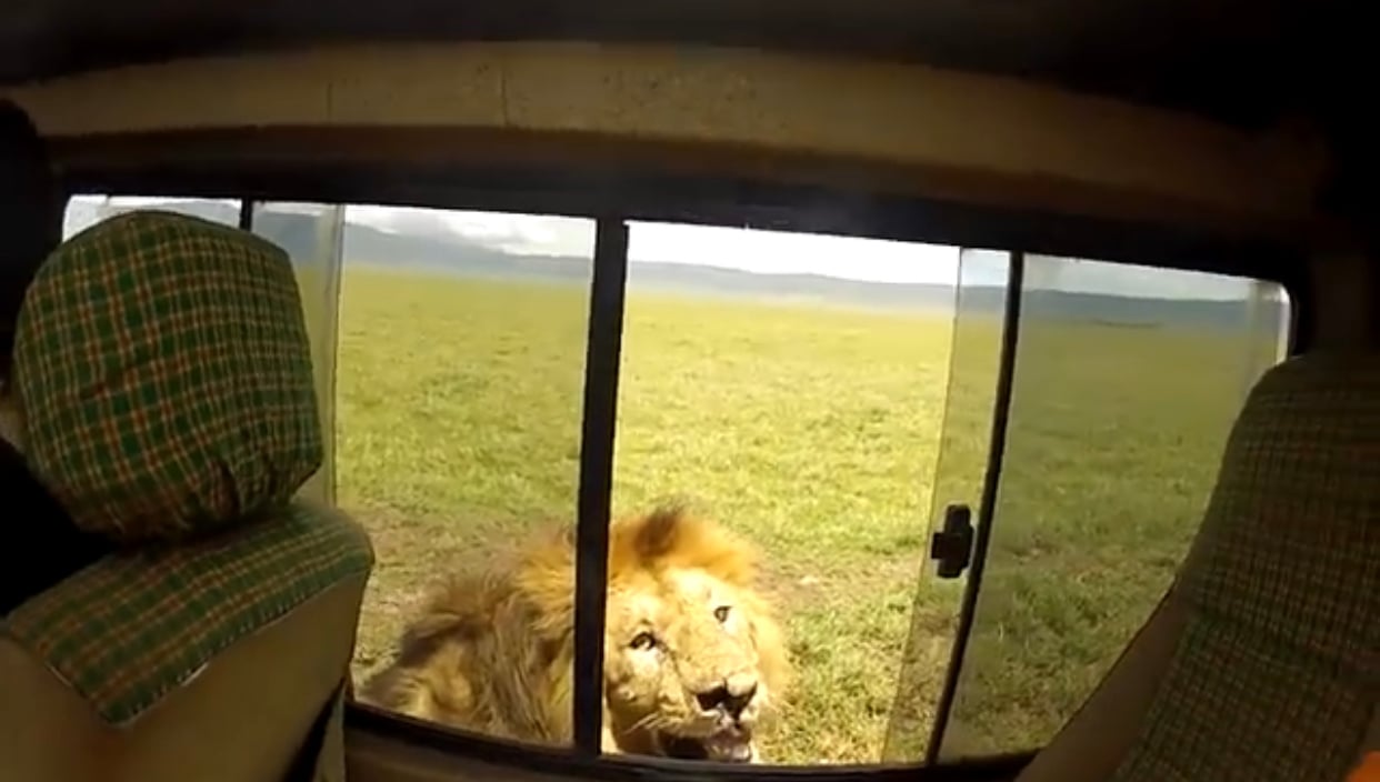Watch: Viral video of tourist immediately regretting after opening car window to pet lion, leaves netizens annoyed - Vimarsana News
