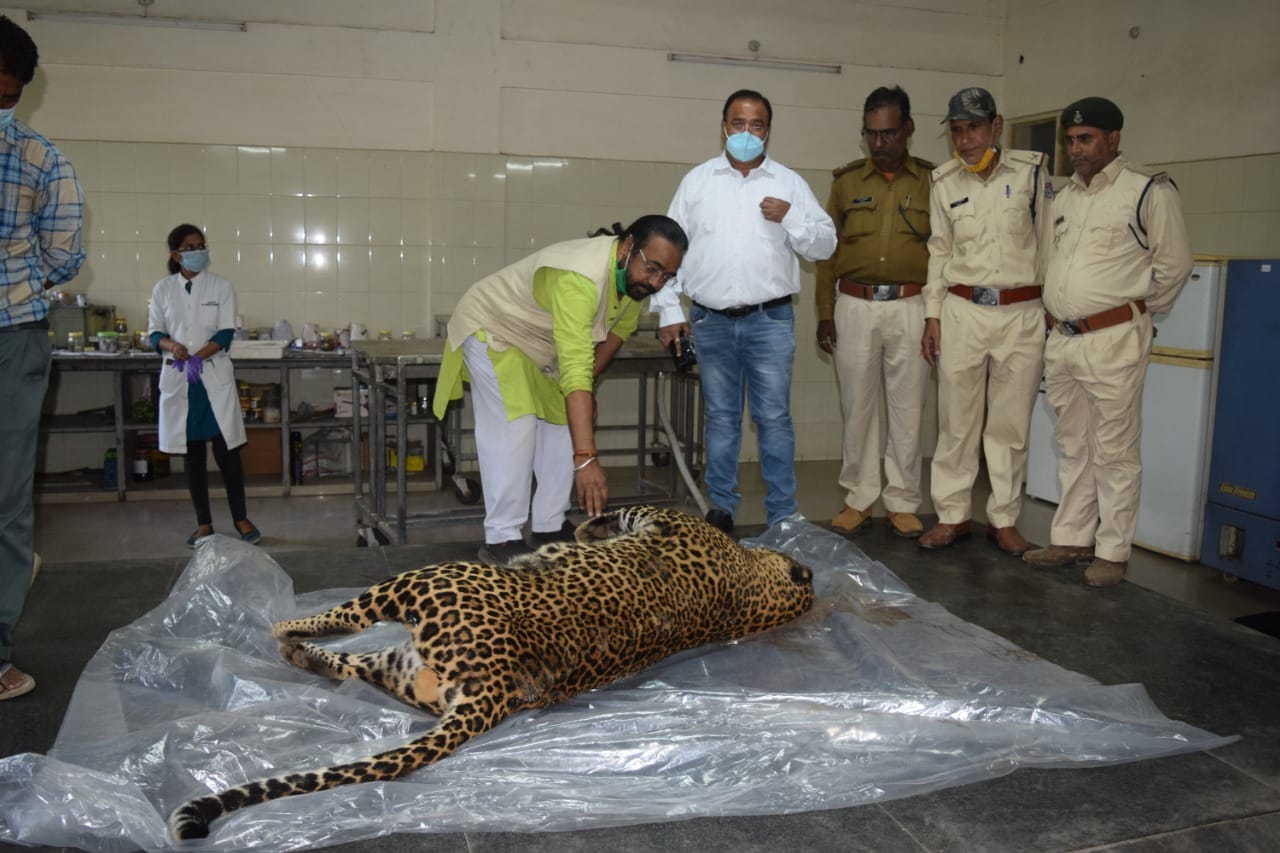 Madhya Pradesh: Male leopard found dead in Jabalpur - Vimarsana News