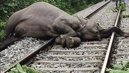 Coimbatore: 1 pregnant elephant among 3 female elephants killed after being hit by train - Vimarsana News