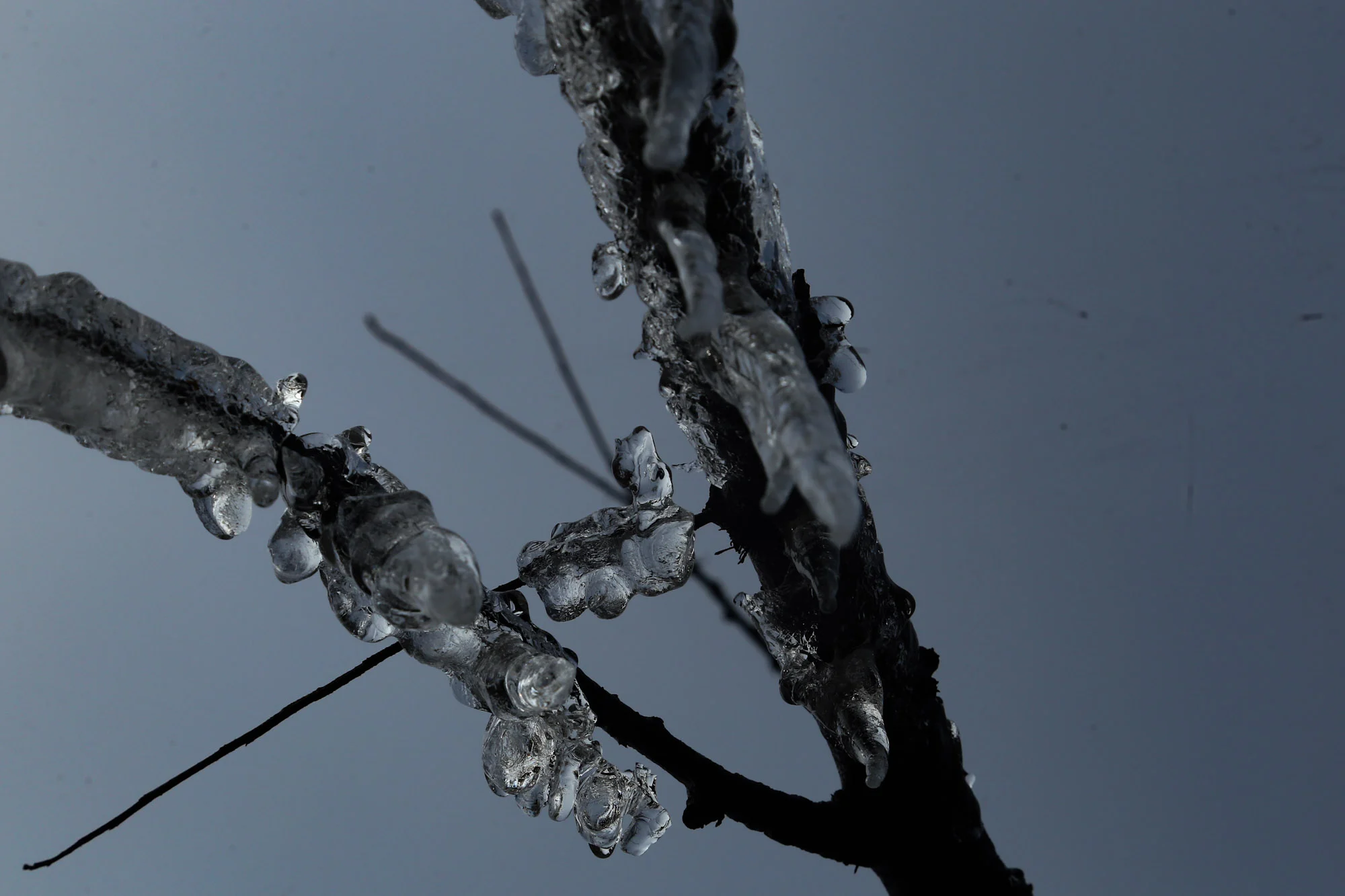 Ice crystals form on frozen plants during a cold winter day in Tangmarg area of north Kashmir